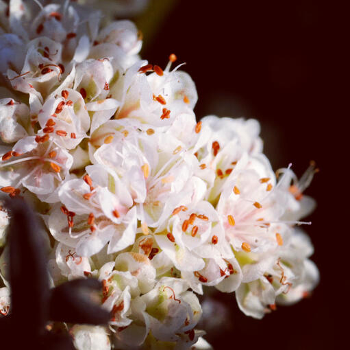Flora