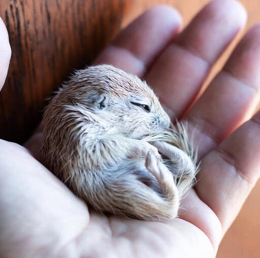 Animal Kin